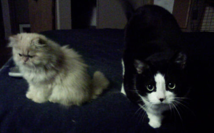 Picture of a cat / kitten / feline