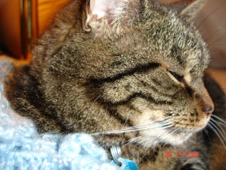 Picture of a cat / kitten / feline