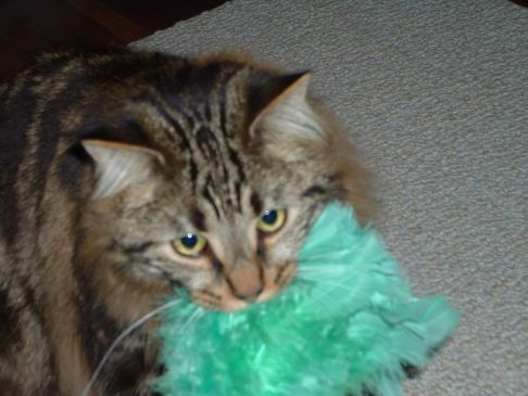 Picture of a cat / kitten / feline