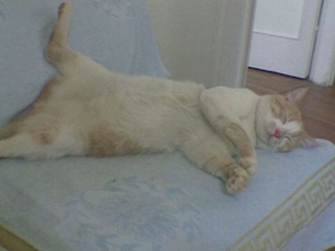 Picture of a cat / kitten / feline