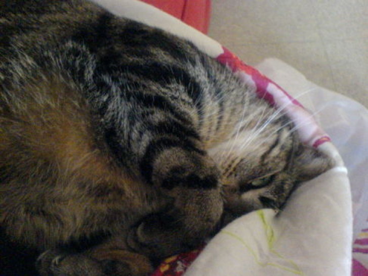 Picture of a cat / kitten / feline