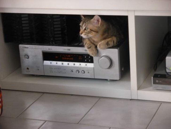 Picture of a cat / kitten / feline