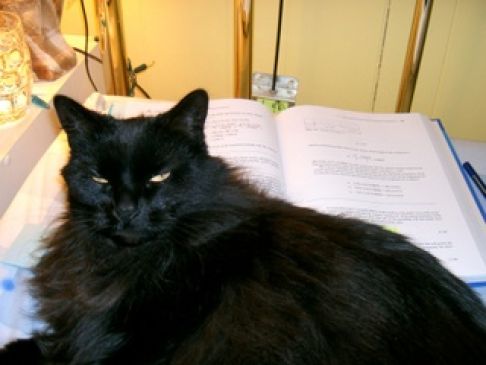 Picture of a cat / kitten / feline