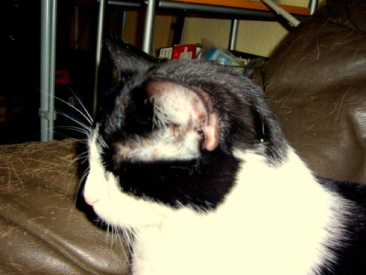 Picture of a cat / kitten / feline