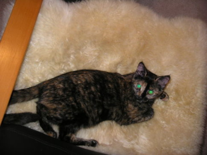 Picture of a cat / kitten / feline