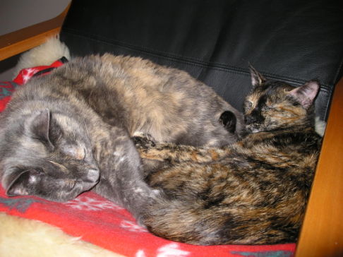 Picture of a cat / kitten / feline