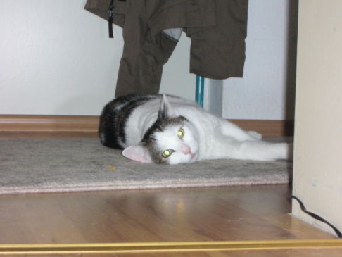 Picture of a cat / kitten / feline