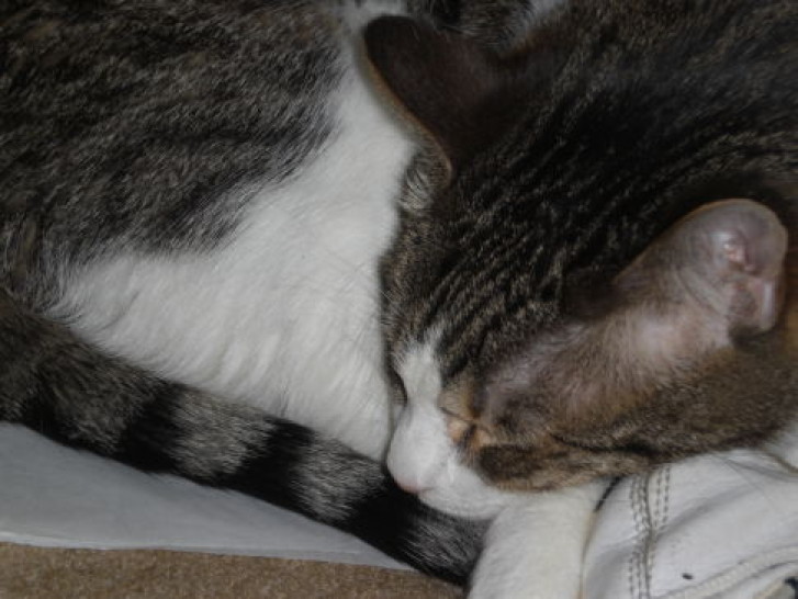 Picture of a cat / kitten / feline