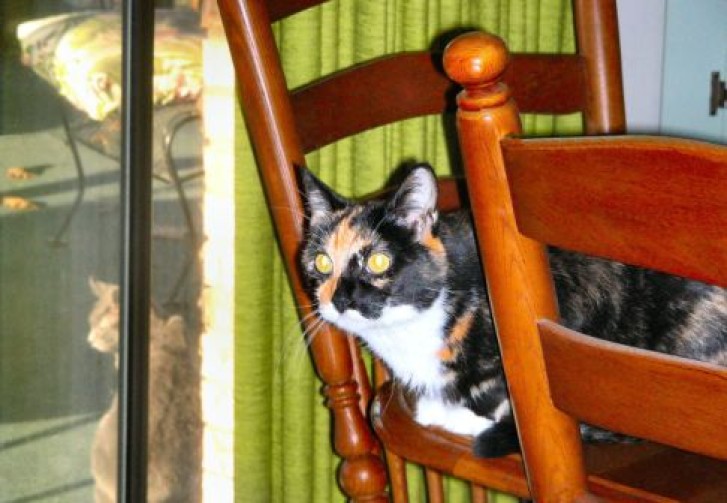 Picture of a cat / kitten / feline