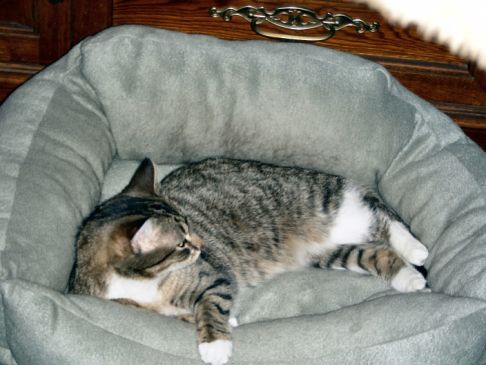 Picture of a cat / kitten / feline