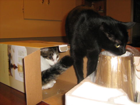 Picture of a cat / kitten / feline