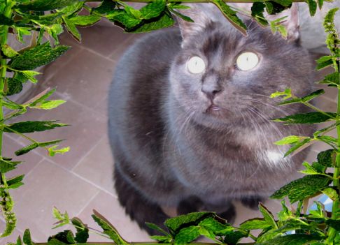 Picture of a cat / kitten / feline