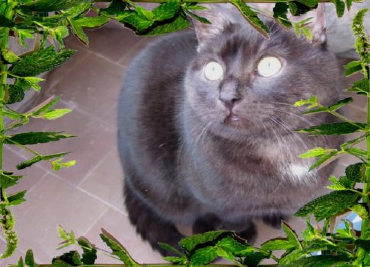 Picture of a cat / kitten / feline