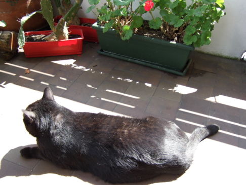 Picture of a cat / kitten / feline