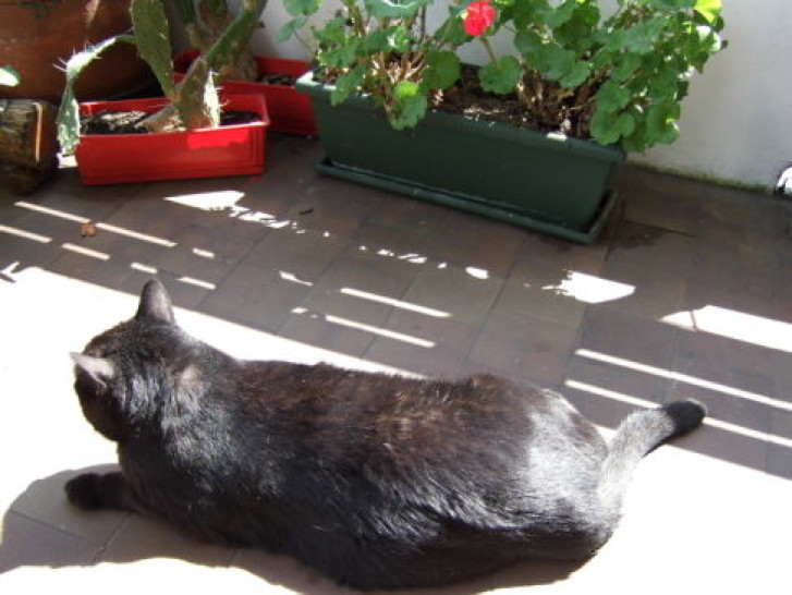 Picture of a cat / kitten / feline