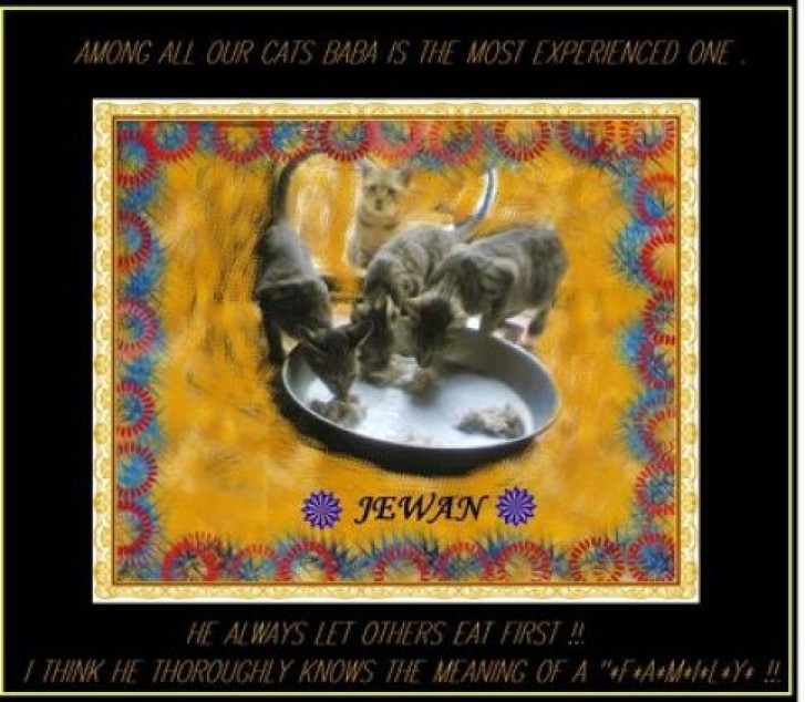 Picture of a cat / kitten / feline