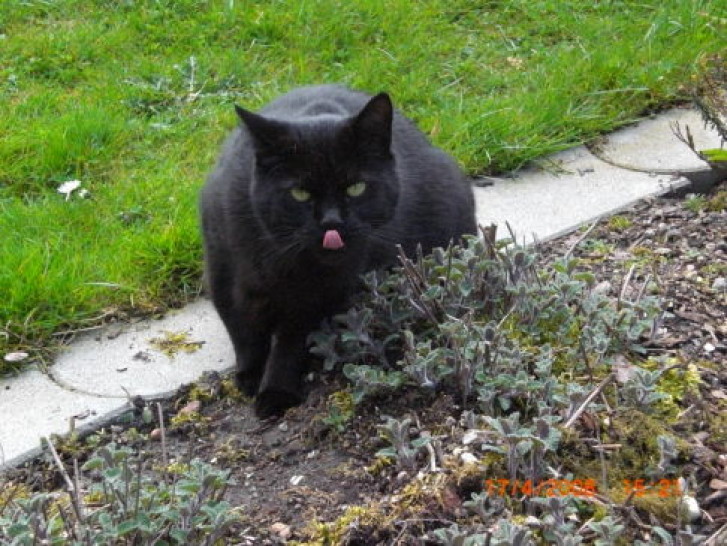 Picture of a cat / kitten / feline