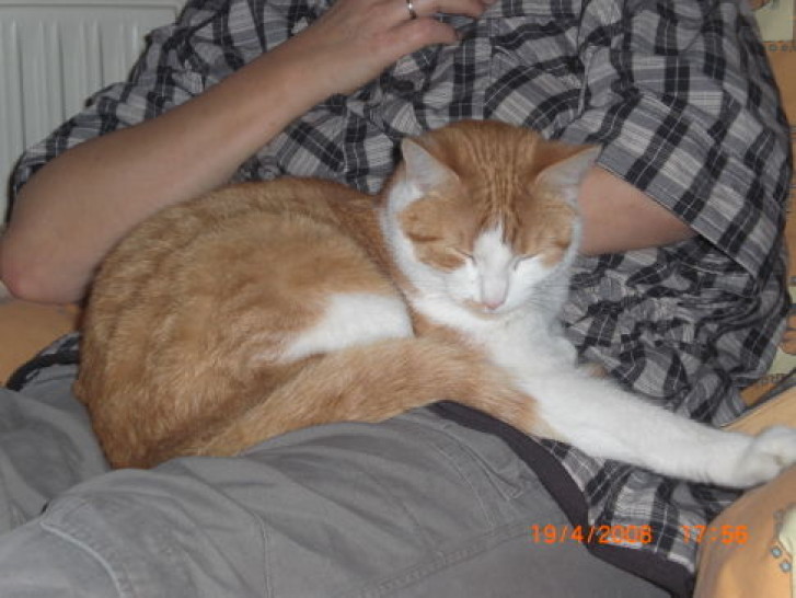 Picture of a cat / kitten / feline