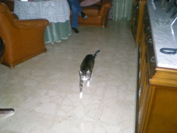 Picture of a cat / kitten / feline