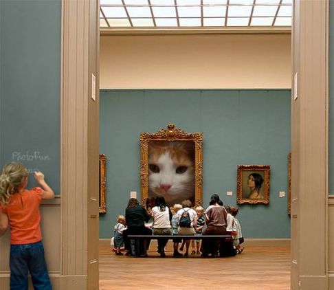 Picture of a cat / kitten / feline