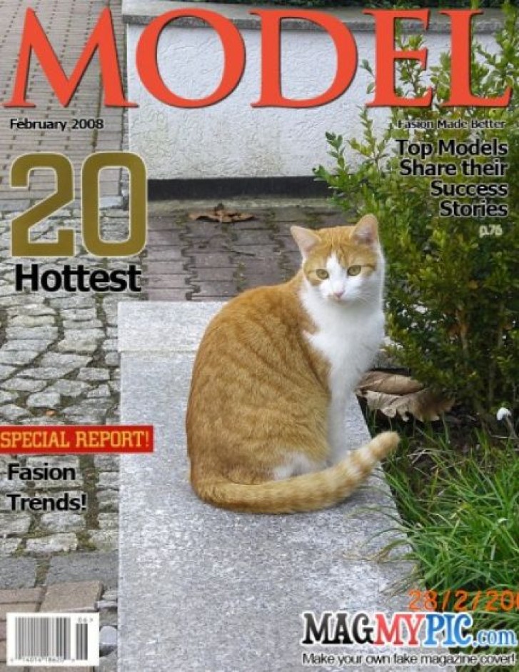 Picture of a cat / kitten / feline