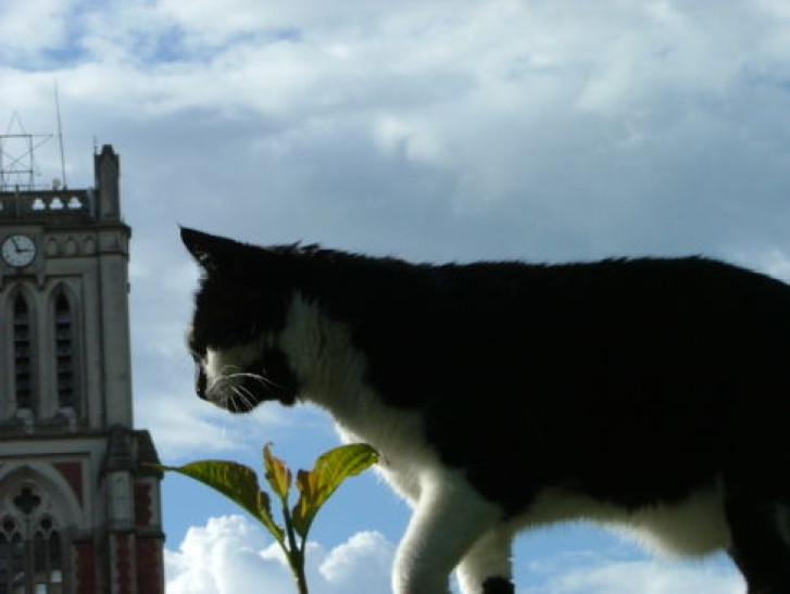 Picture of a cat / kitten / feline