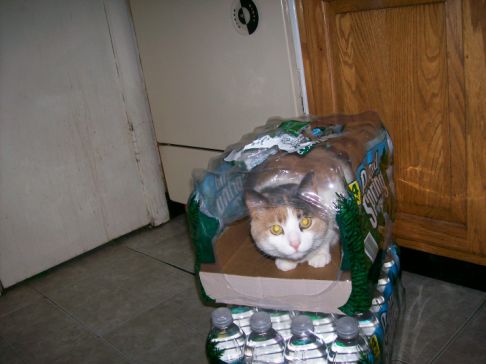 Picture of a cat / kitten / feline