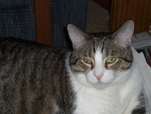 Picture of a cat / kitten / feline