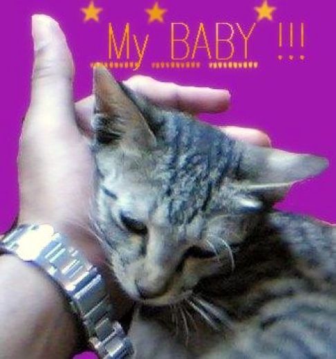 Picture of a cat / kitten / feline