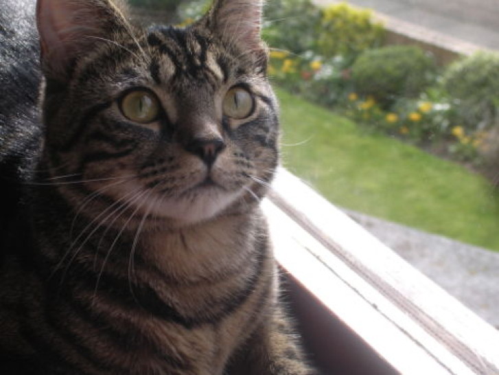 Picture of a cat / kitten / feline