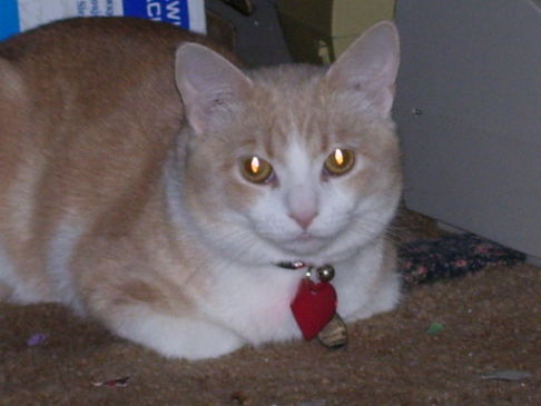 Picture of a cat / kitten / feline