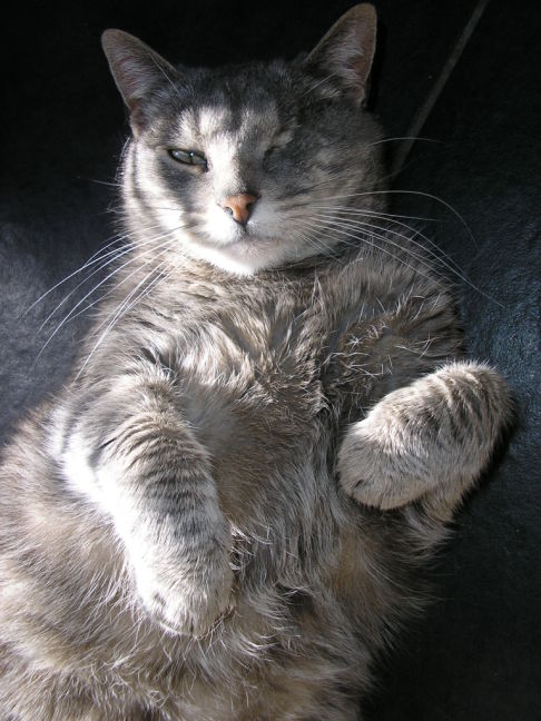 Picture of a cat / kitten / feline