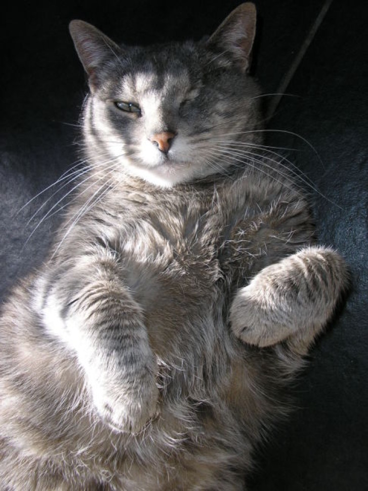 Picture of a cat / kitten / feline