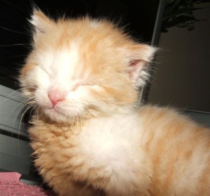 Picture of a cat / kitten / feline