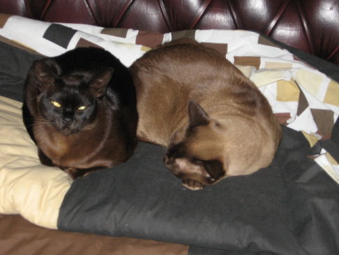 Picture of a cat / kitten / feline