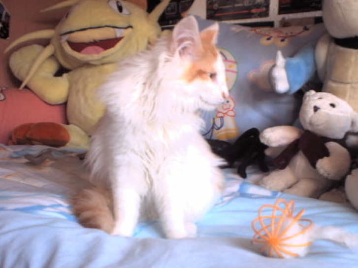 Picture of a cat / kitten / feline