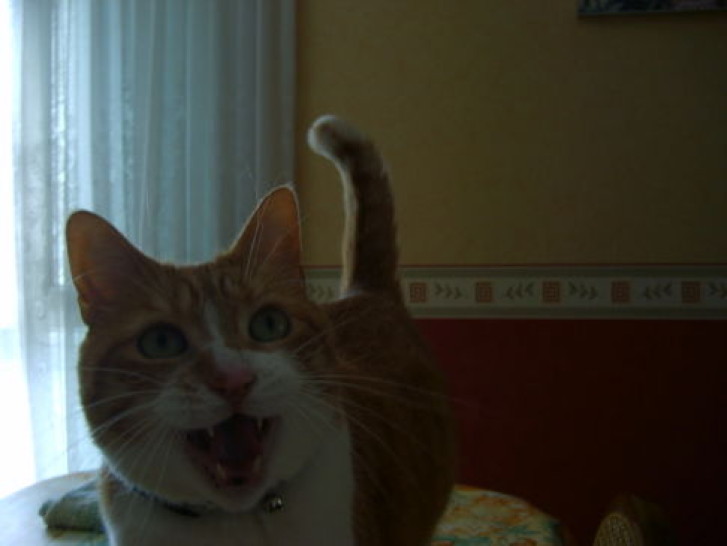 Picture of a cat / kitten / feline