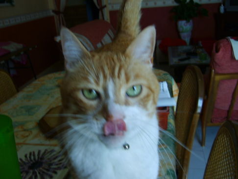 Picture of a cat / kitten / feline