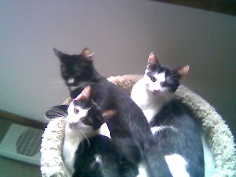 Picture of a cat / kitten / feline