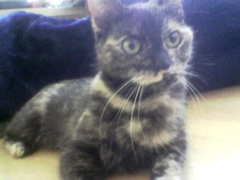 Picture of a cat / kitten / feline