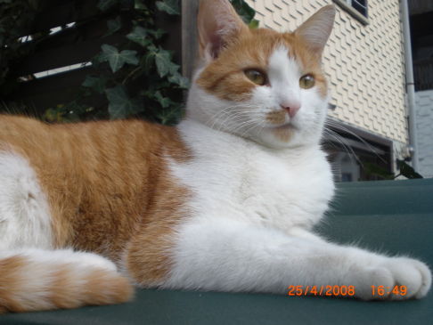 Picture of a cat / kitten / feline