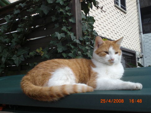 Picture of a cat / kitten / feline