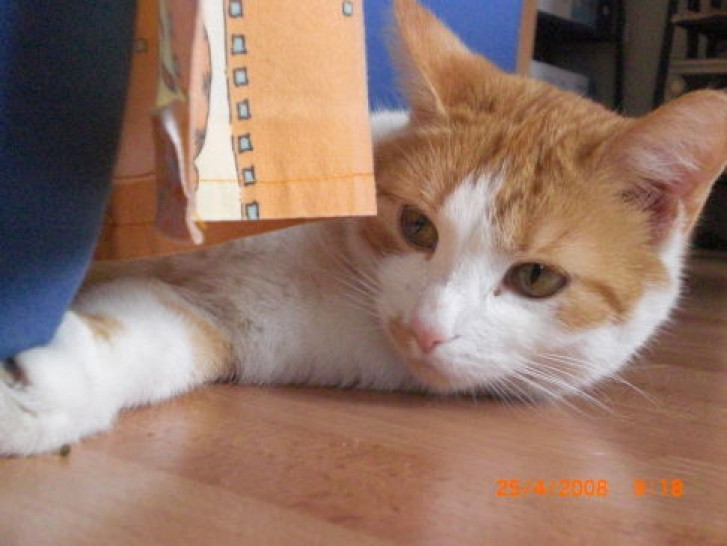 Picture of a cat / kitten / feline