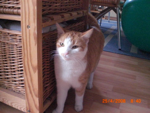 Picture of a cat / kitten / feline