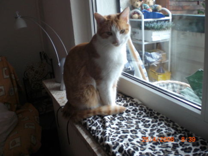 Picture of a cat / kitten / feline