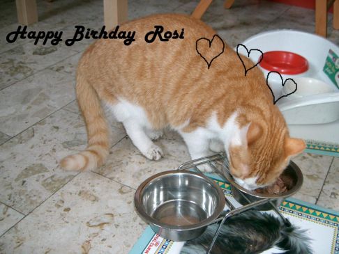 Picture of a cat / kitten / feline