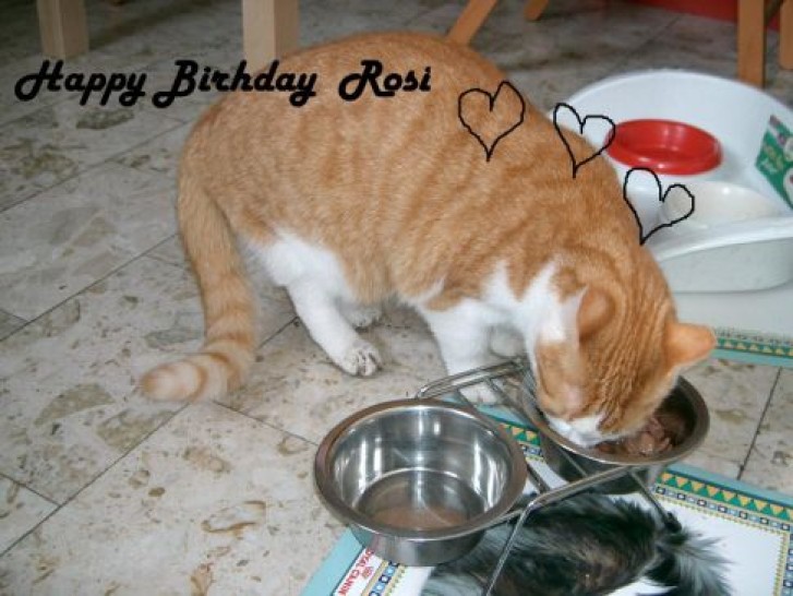 Picture of a cat / kitten / feline