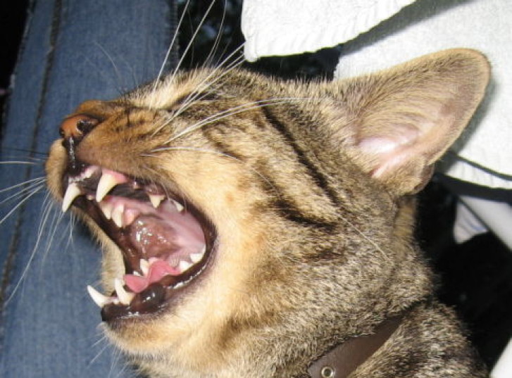 Picture of a cat / kitten / feline