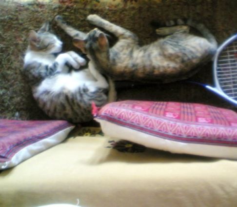 Picture of a cat / kitten / feline