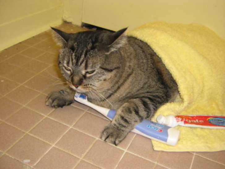 Picture of a cat / kitten / feline